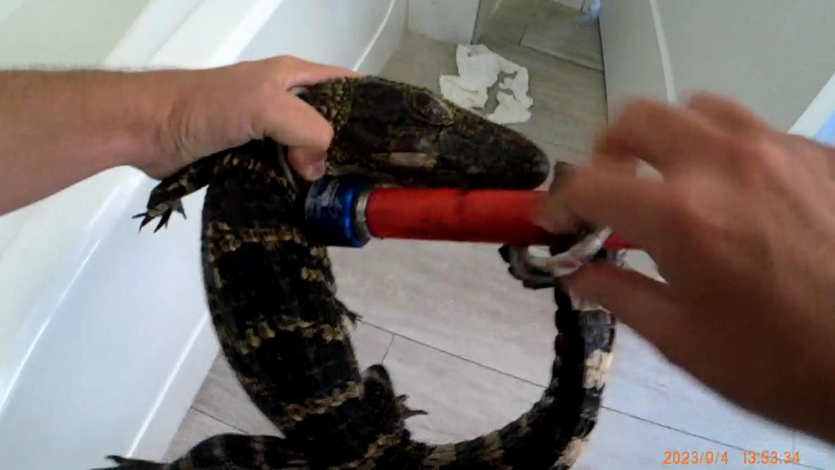 Bodycam video: Gator wrangled from hotel tub